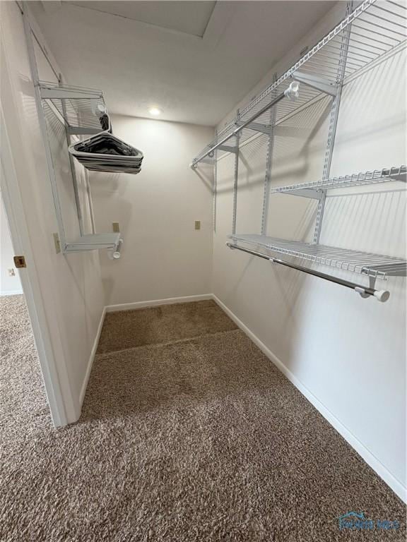 spacious closet featuring carpet floors