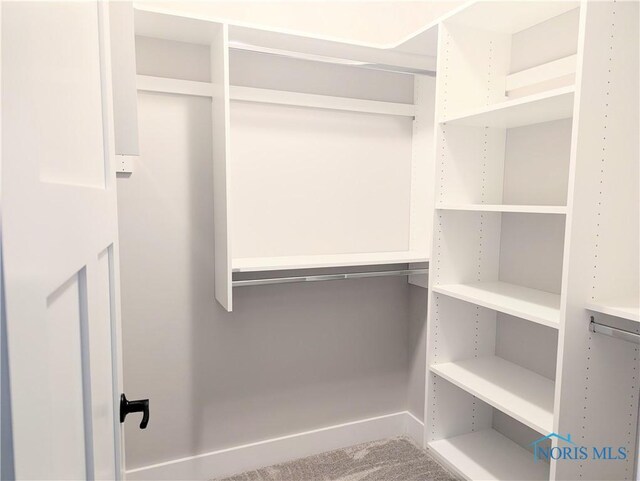 walk in closet with carpet flooring