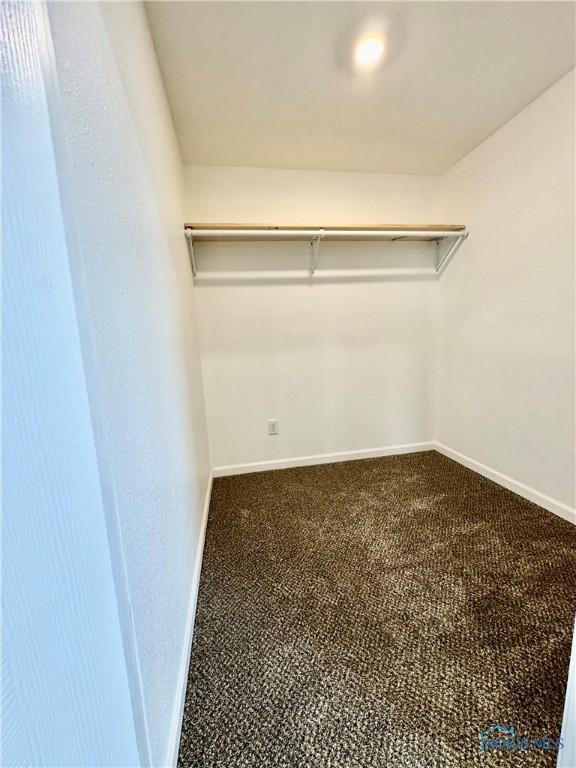 spacious closet featuring carpet flooring