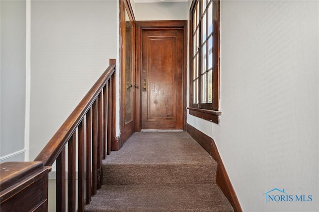 staircase featuring carpet floors