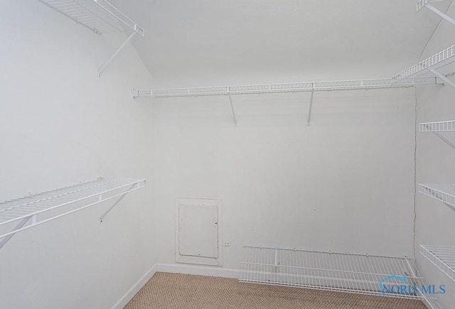 walk in closet featuring carpet floors