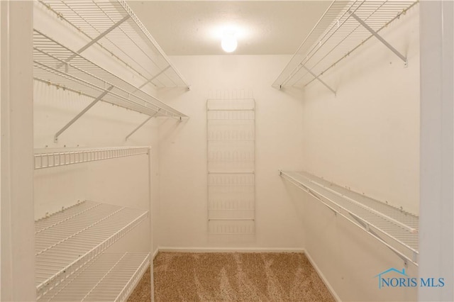 spacious closet featuring carpet floors