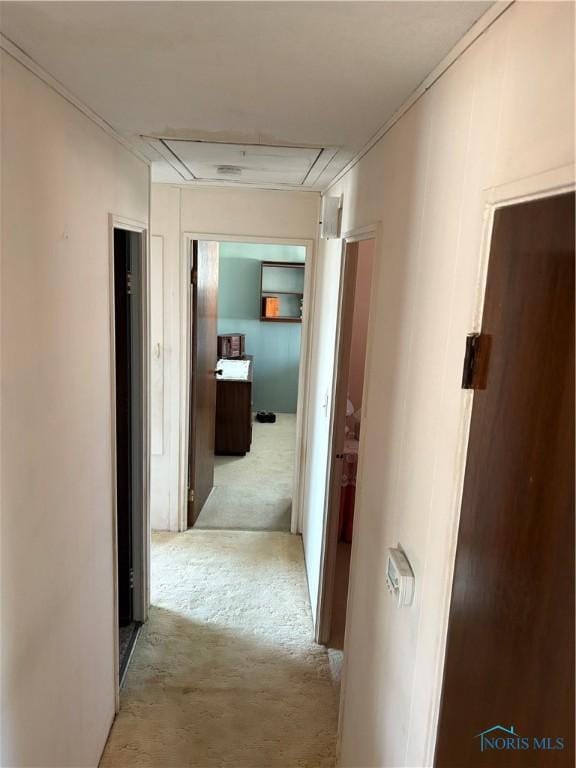 corridor with light carpet and attic access