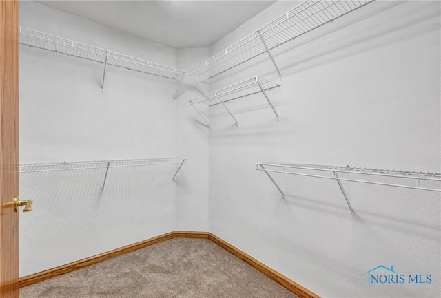 spacious closet featuring carpet floors