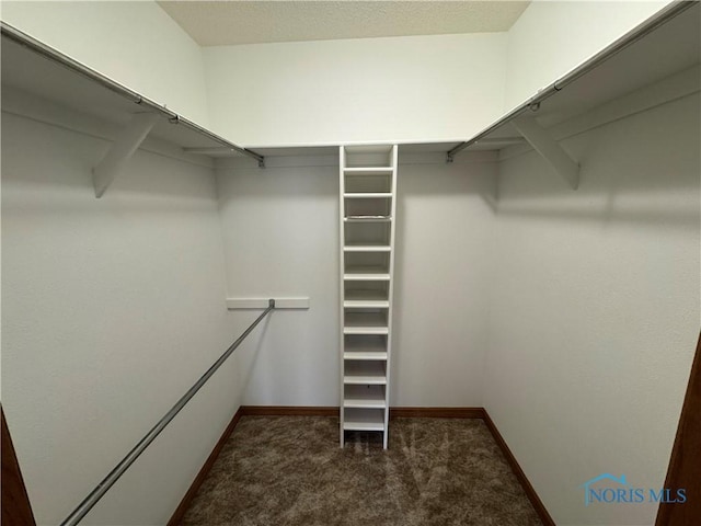 walk in closet featuring carpet flooring