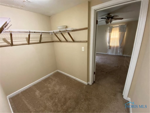 walk in closet featuring carpet flooring and a ceiling fan