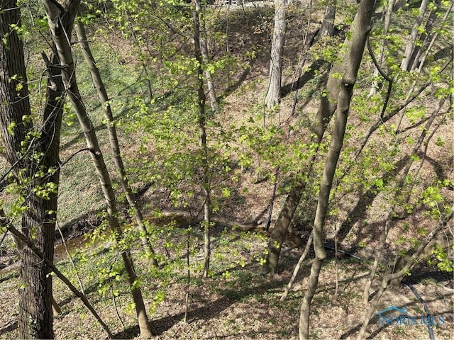 view of local wilderness