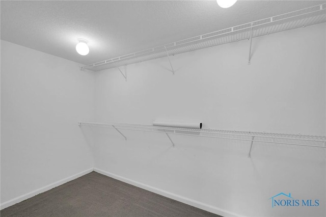 walk in closet featuring carpet floors
