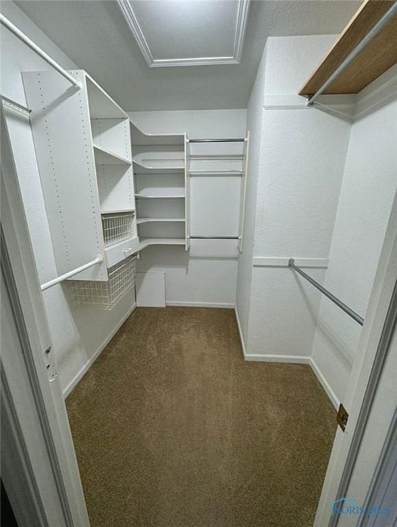 walk in closet with attic access and carpet flooring