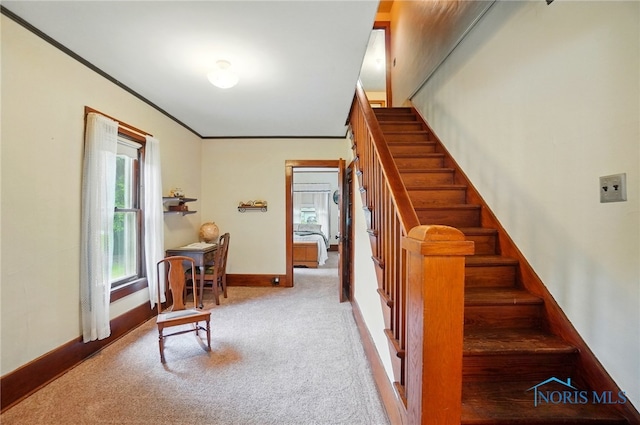 7438 Yawberg Rd, Whitehouse, OH 43571 - stairs with carpet, baseboards, and ornamental molding