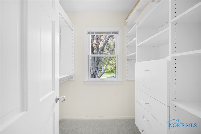 spacious closet featuring carpet floors