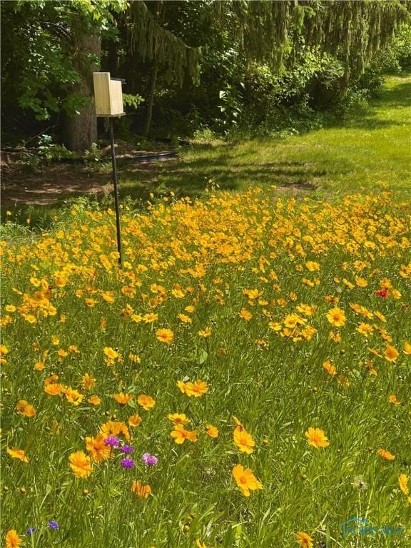 5243 Flanders Rd, Toledo, OH 43623 - view of yard