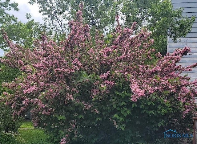 411 W Central Ave, Toledo, OH 43610 - view of nature