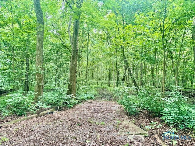 3391 Rd 144, Antwerp, OH 45813 - view of tree filled area
