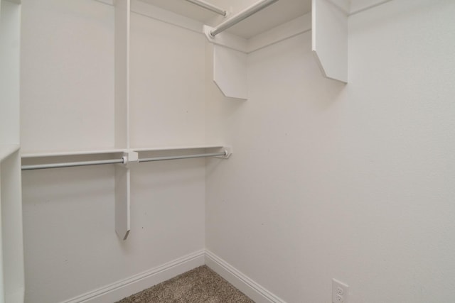 spacious closet featuring carpet floors