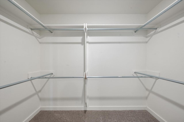 spacious closet with carpet flooring