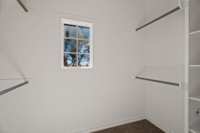 spacious closet featuring carpet