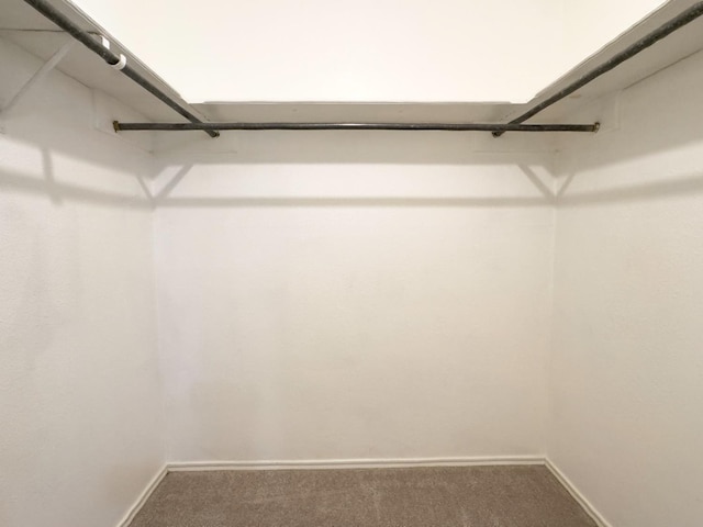 spacious closet with carpet flooring