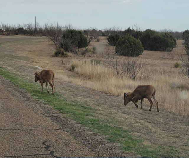 Listing photo 3 for 314 Prairie Pt, Canyon TX 79015