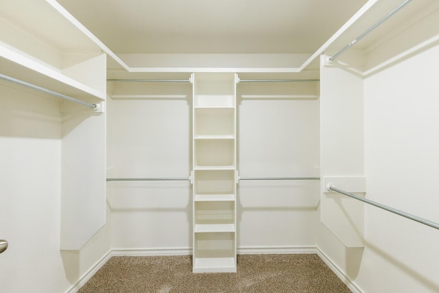 spacious closet featuring carpet