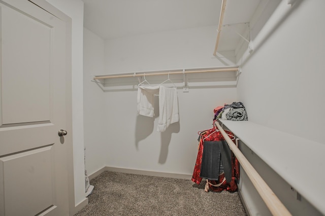 walk in closet featuring carpet floors