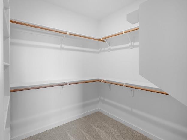 spacious closet featuring carpet