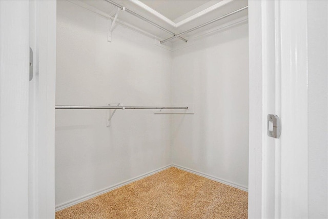 spacious closet featuring carpet flooring