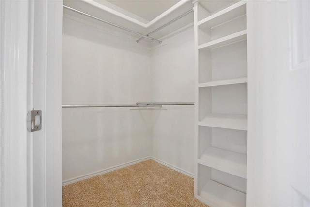 spacious closet featuring carpet floors