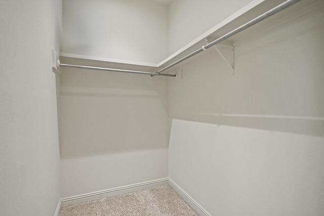 spacious closet featuring carpet flooring