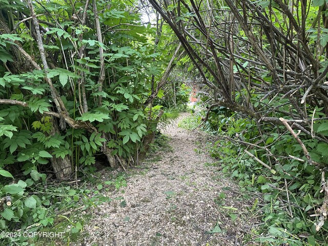 view of local wilderness