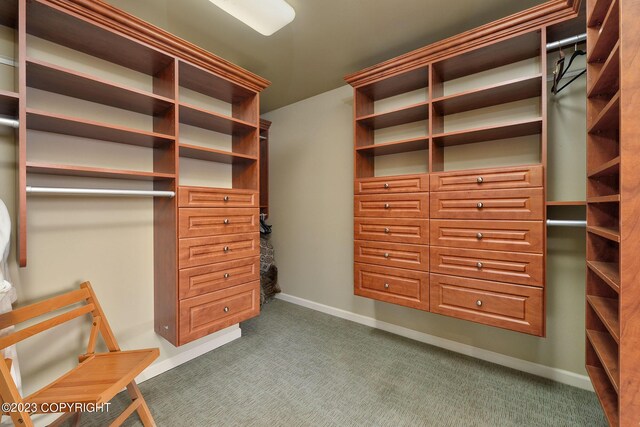 walk in closet with carpet flooring