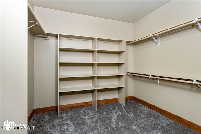 walk in closet featuring carpet flooring