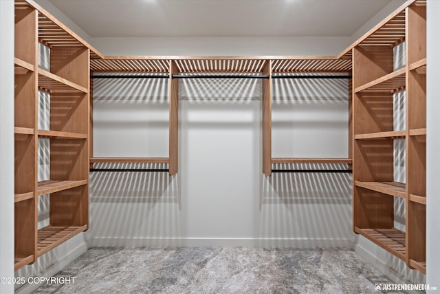 walk in closet with carpet flooring