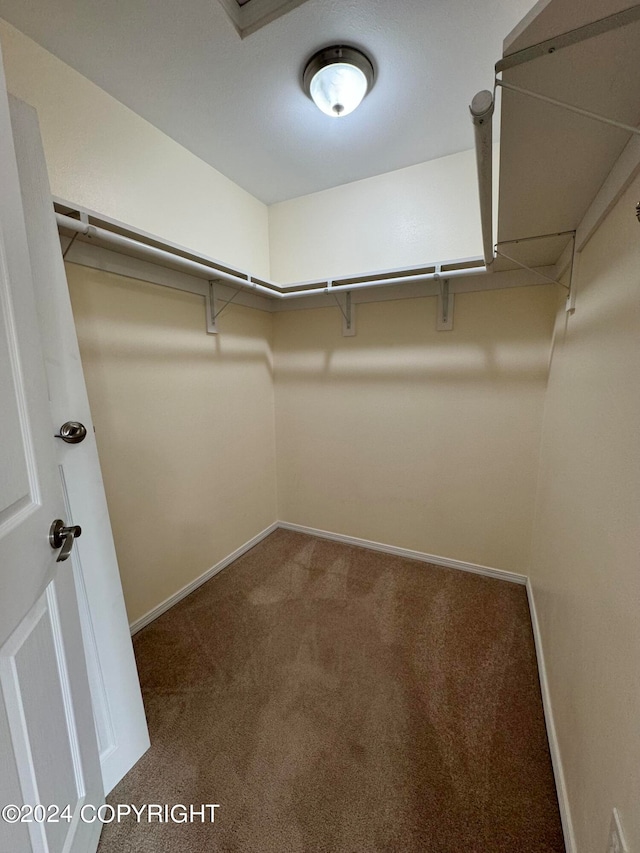 spacious closet featuring carpet floors