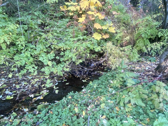view of local wilderness