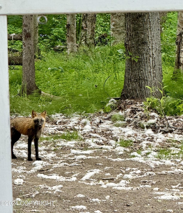 32500 Talkeetna Spur Rd, Talkeetna, AK 99676 - view of local wilderness