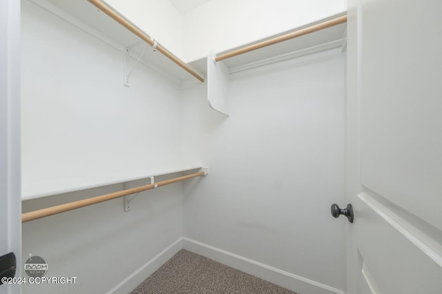 walk in closet with carpet floors