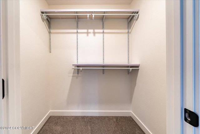 spacious closet featuring carpet flooring