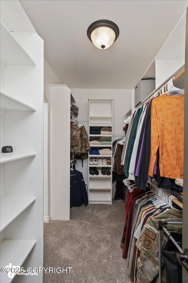 walk in closet with carpet floors