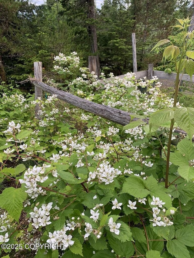 view of local wilderness