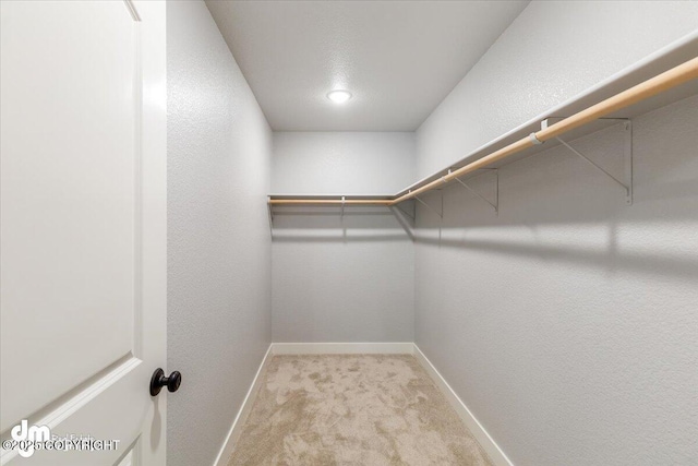 walk in closet featuring light carpet