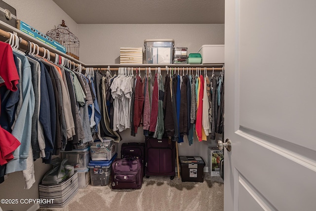 spacious closet featuring carpet floors