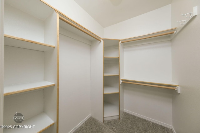 walk in closet featuring carpet floors