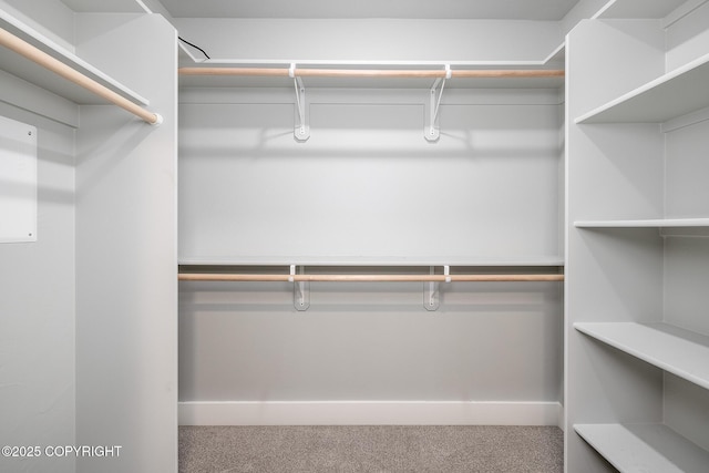 spacious closet featuring carpet