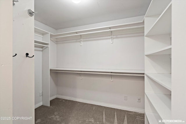 spacious closet featuring carpet floors