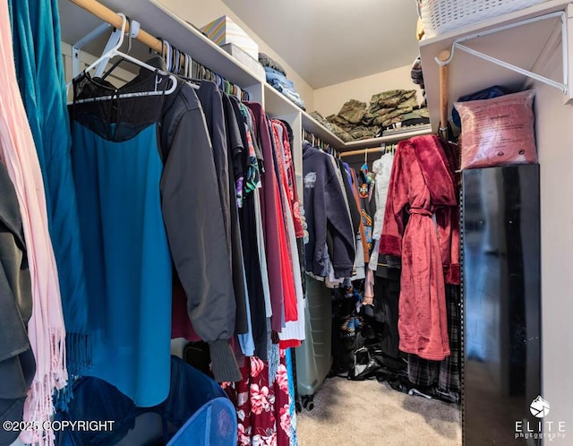 spacious closet featuring carpet