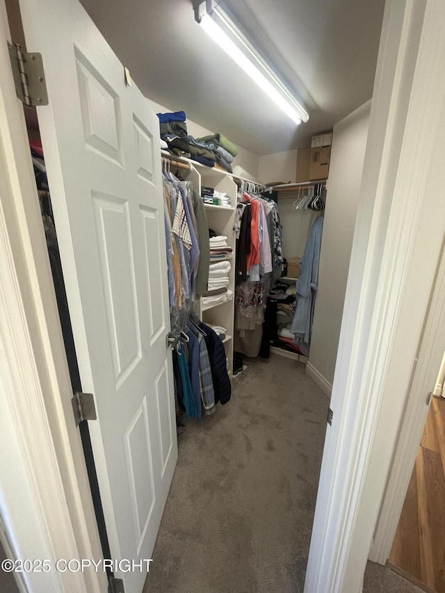 walk in closet with carpet flooring