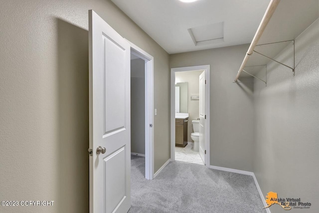 walk in closet featuring attic access and light colored carpet