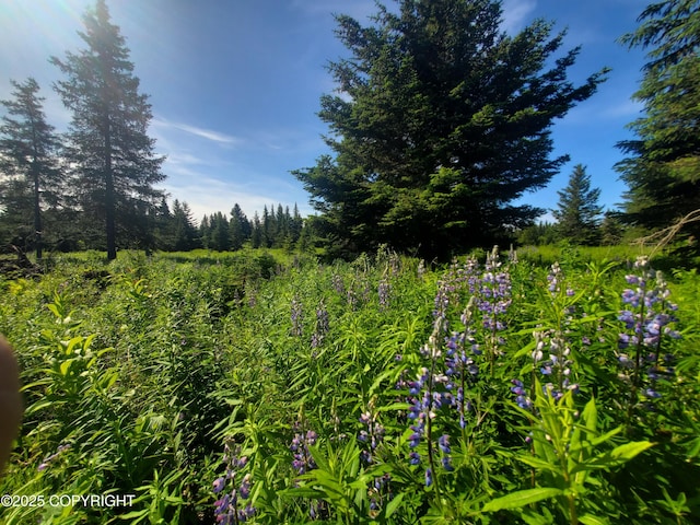 17502 Chefornak St, Ninilchik, AK 99639