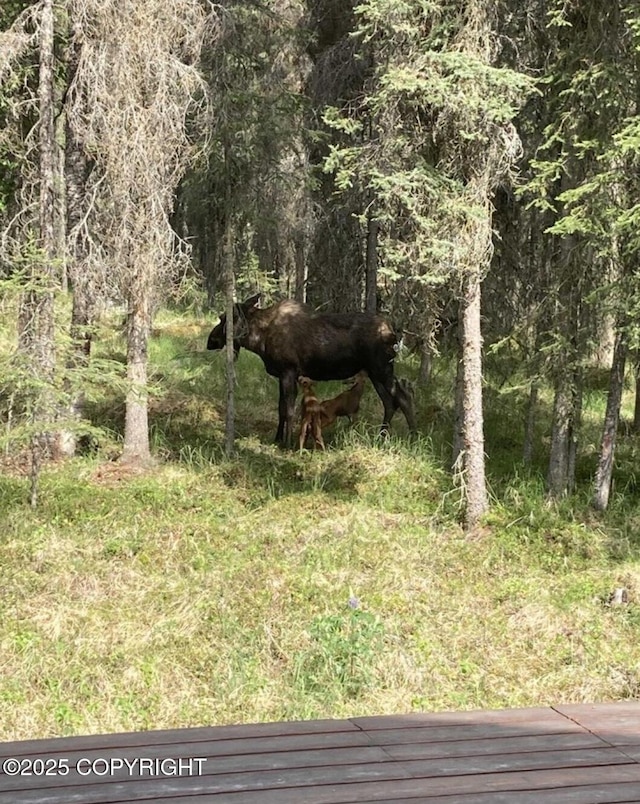 view of local wilderness featuring a wooded view